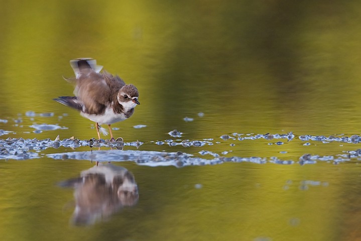 Amerikanischer Sandregenpfeifer Charadrius semipalmatus Semipalmated Plover